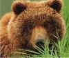 Benutzerbild von Braunbär