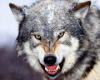 Benutzerbild von Wolf Fenrir