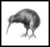 Benutzerbild von kiwi