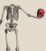 Benutzerbild von Bones